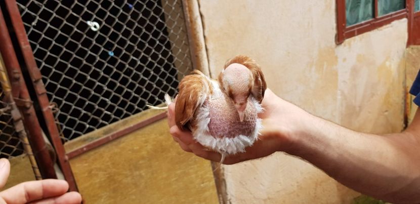  - Gruin Milos august 2018