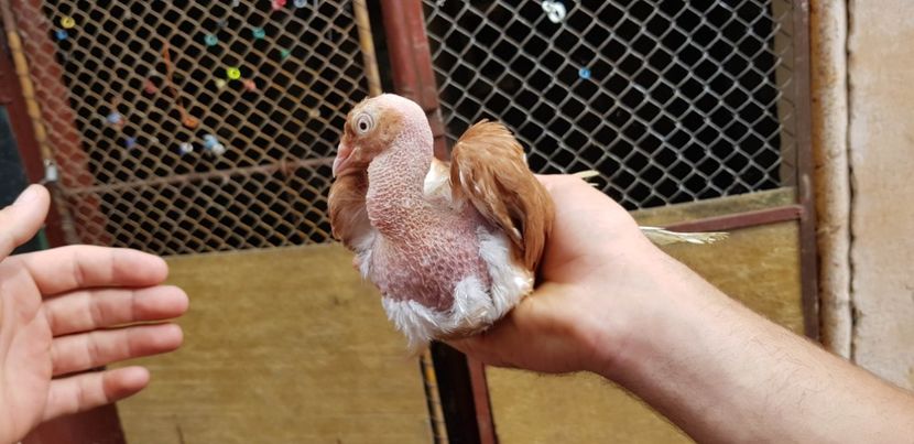  - Gruin Milos august 2018