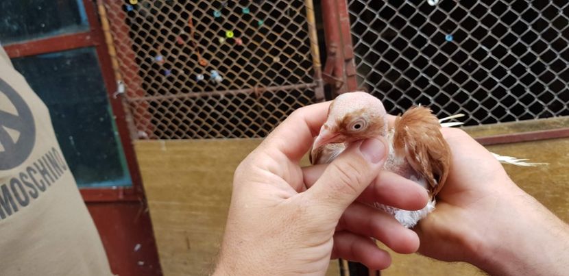  - Gruin Milos august 2018