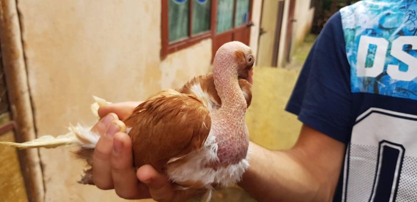  - Gruin Milos august 2018