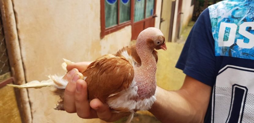  - Gruin Milos august 2018