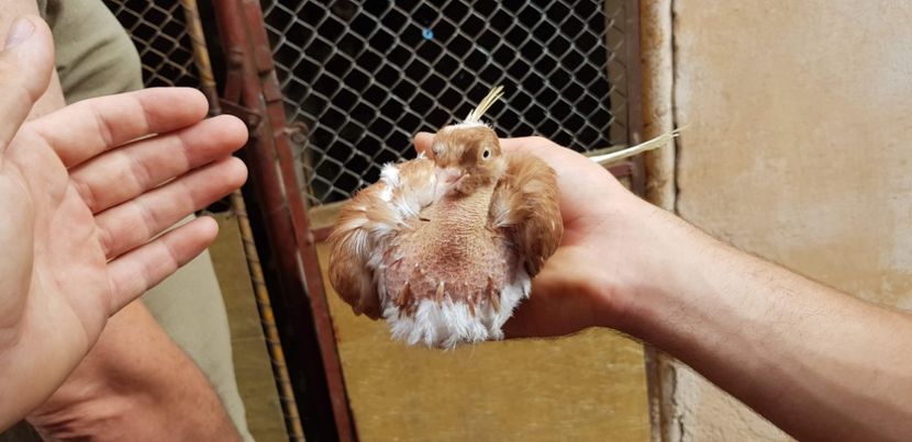 20180723_164142(0) - Gruin Milos august 2018