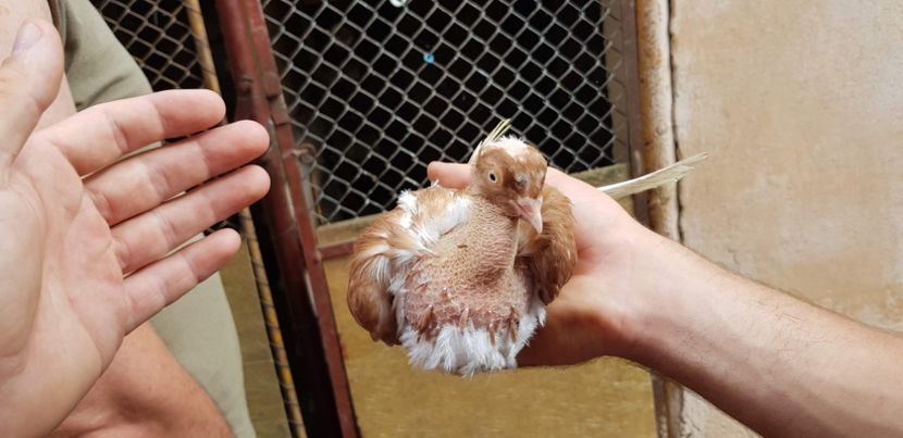  - Gruin Milos august 2018