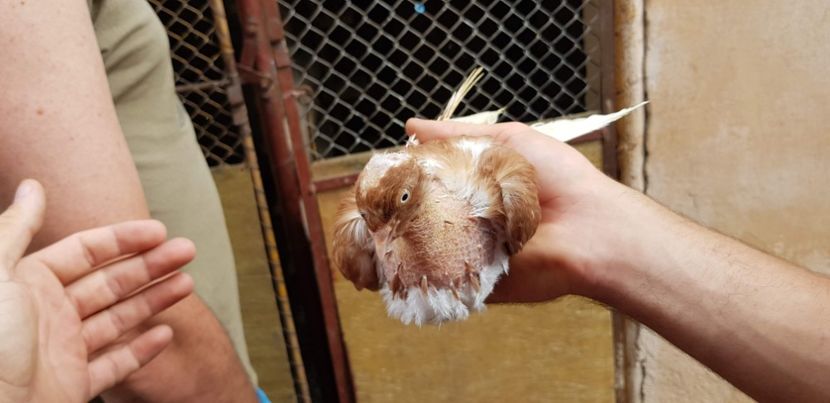  - Gruin Milos august 2018