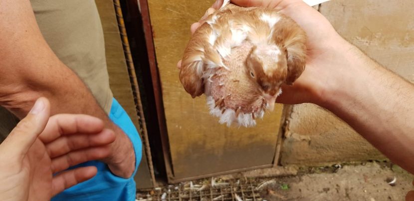  - Gruin Milos august 2018