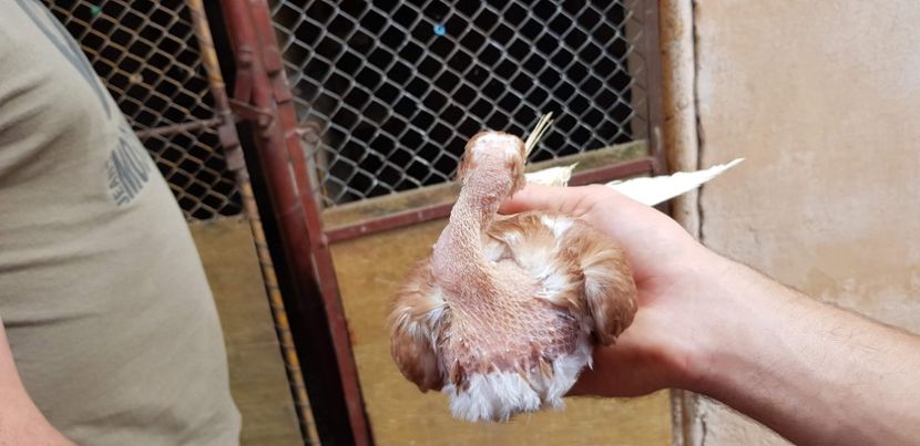  - Gruin Milos august 2018