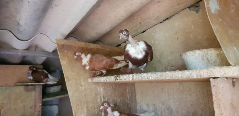  - Gruin Milos august 2018