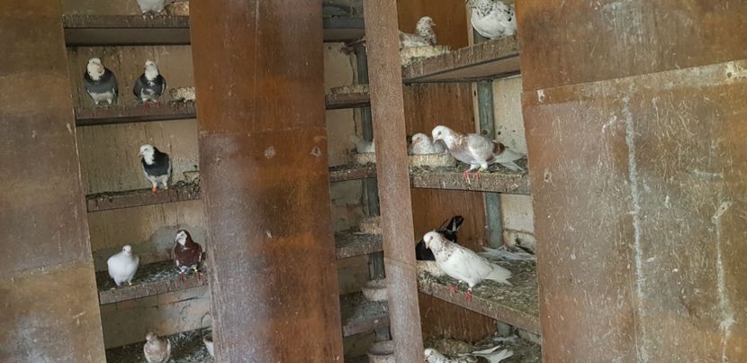  - Gruin Milos august 2018