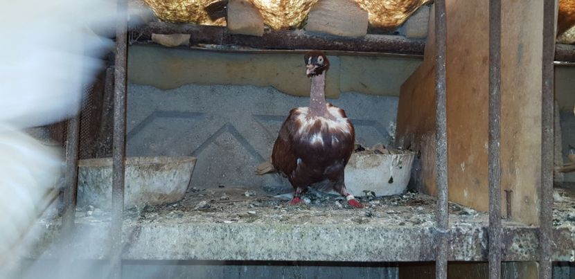  - Gruin Milos august 2018