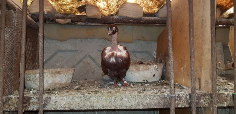  - Gruin Milos august 2018