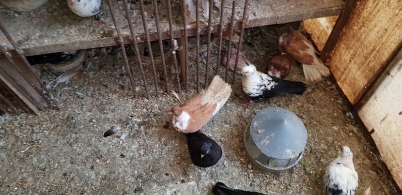  - Gruin Milos august 2018