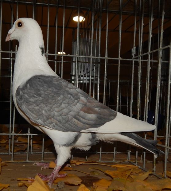  - Sannicolau Mare Noiembrie 2018