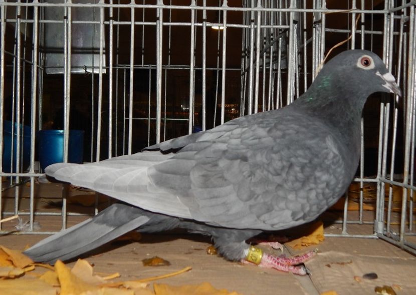  - Sannicolau Mare Noiembrie 2018