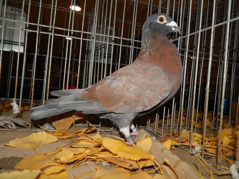  - Sannicolau Mare Noiembrie 2018