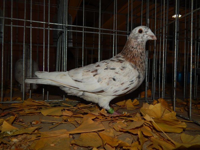  - Sannicolau Mare Noiembrie 2018