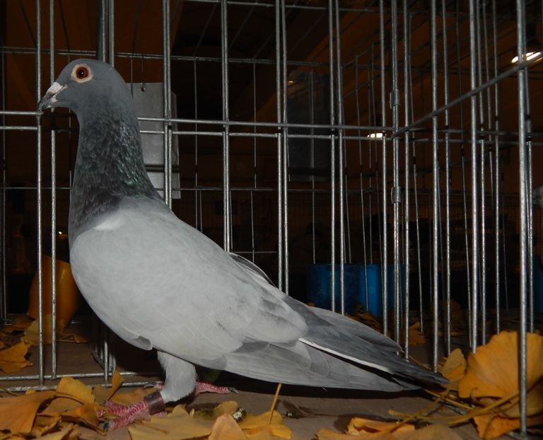  - Sannicolau Mare Noiembrie 2018