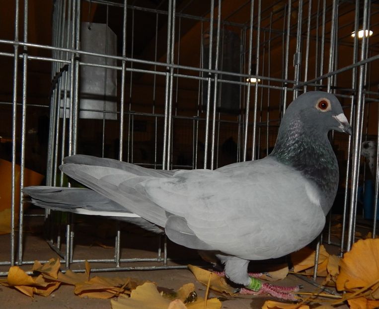  - Sannicolau Mare Noiembrie 2018