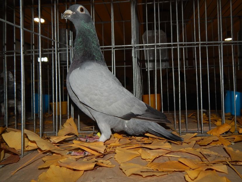  - Sannicolau Mare Noiembrie 2018