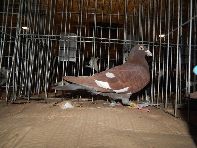  - Sannicolau Mare Noiembrie 2018