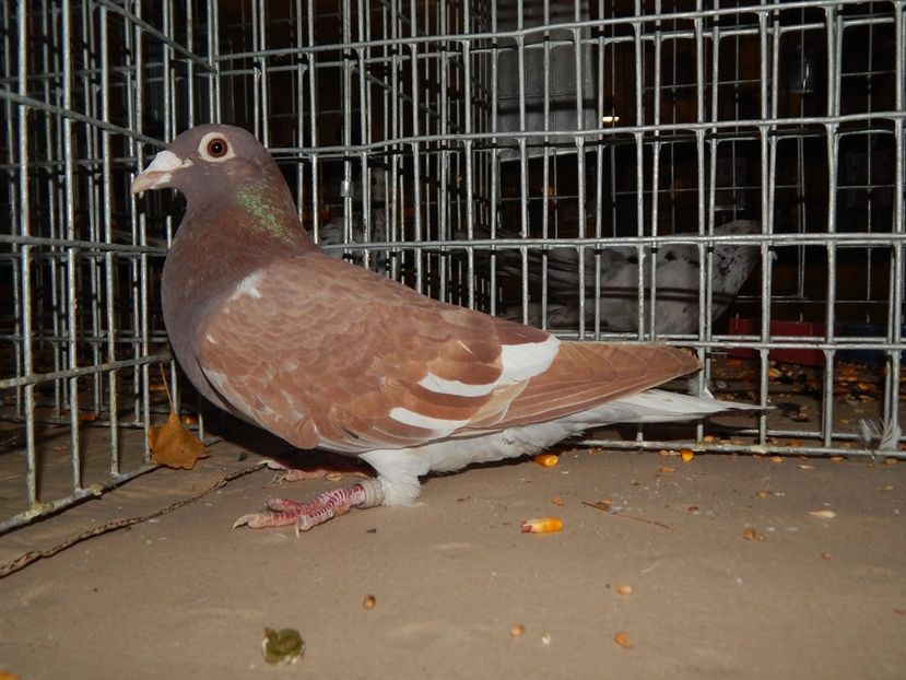  - Sannicolau Mare Noiembrie 2018