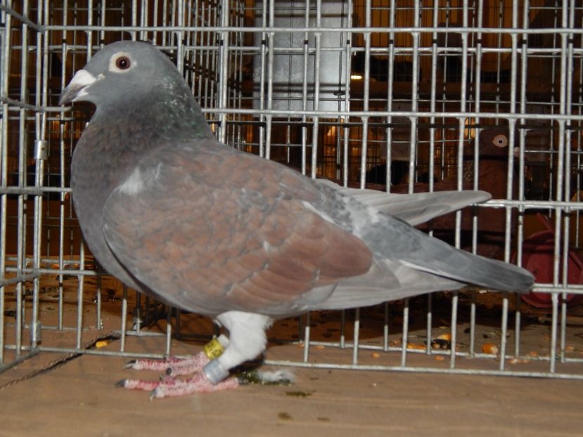  - Sannicolau Mare Noiembrie 2018