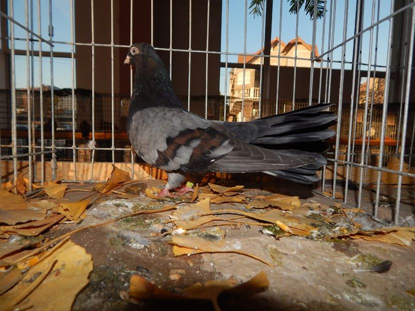  - Sannicolau Mare Noiembrie 2018