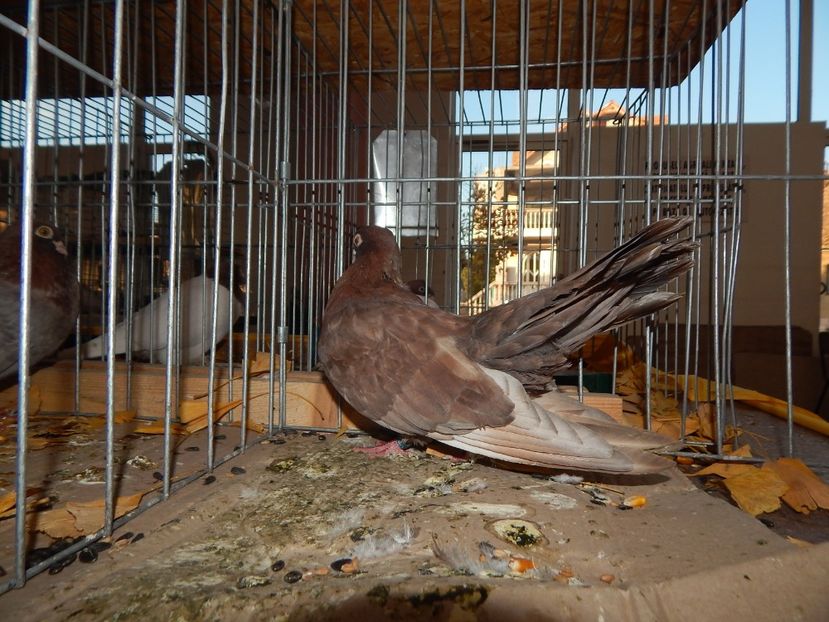  - Sannicolau Mare Noiembrie 2018