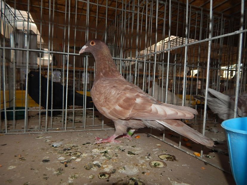  - Sannicolau Mare Noiembrie 2018