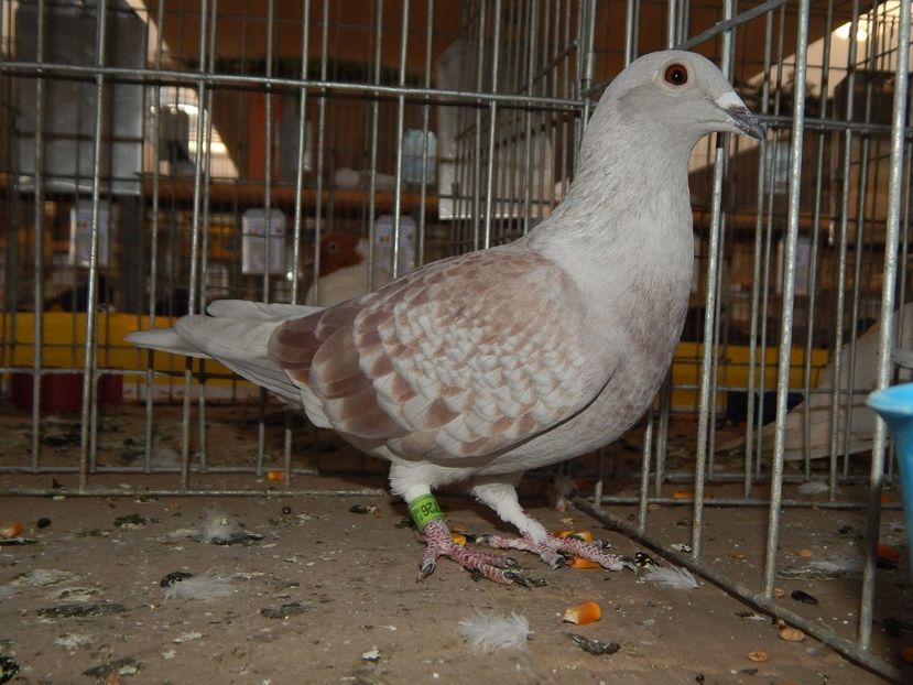  - Sannicolau Mare Noiembrie 2018