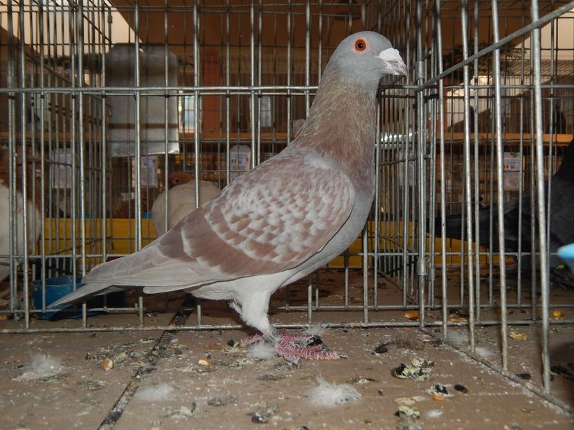  - Sannicolau Mare Noiembrie 2018