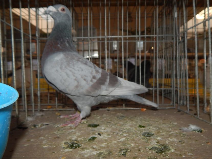  - Sannicolau Mare Noiembrie 2018