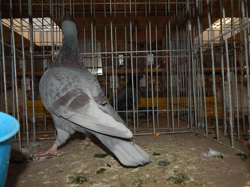  - Sannicolau Mare Noiembrie 2018