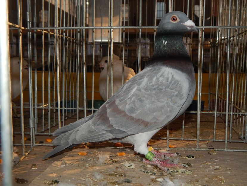  - Sannicolau Mare Noiembrie 2018