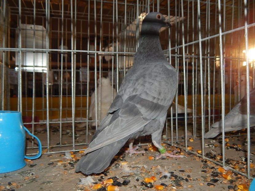  - Sannicolau Mare Noiembrie 2018