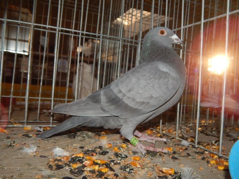  - Sannicolau Mare Noiembrie 2018