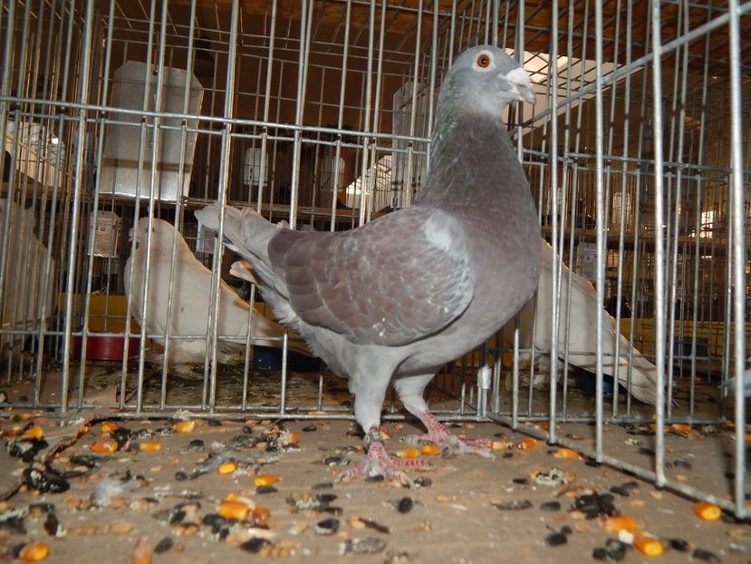  - Sannicolau Mare Noiembrie 2018