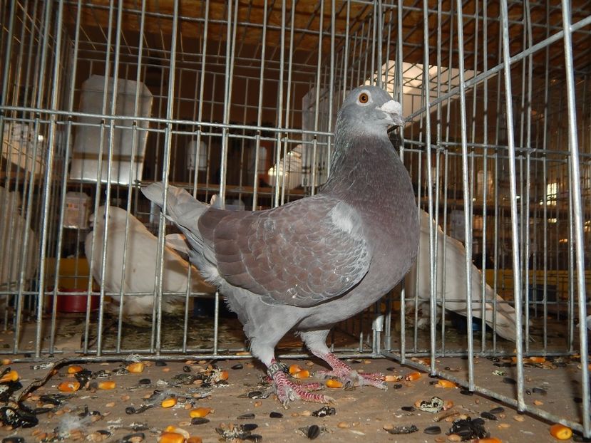  - Sannicolau Mare Noiembrie 2018