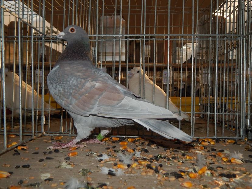  - Sannicolau Mare Noiembrie 2018