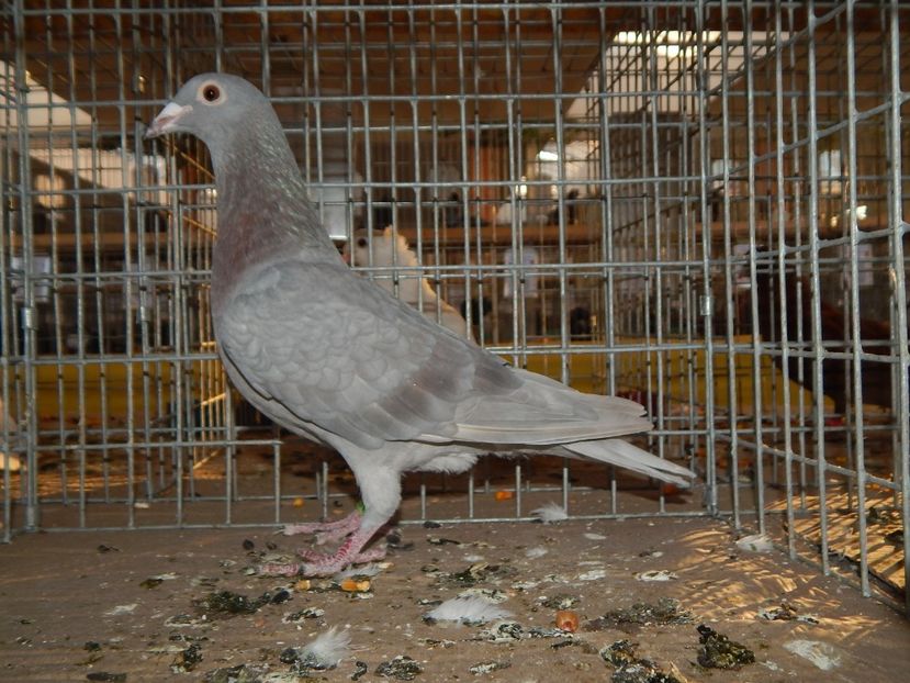  - Sannicolau Mare Noiembrie 2018