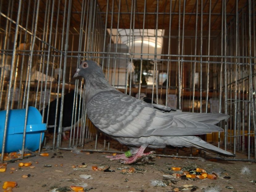  - Sannicolau Mare Noiembrie 2018