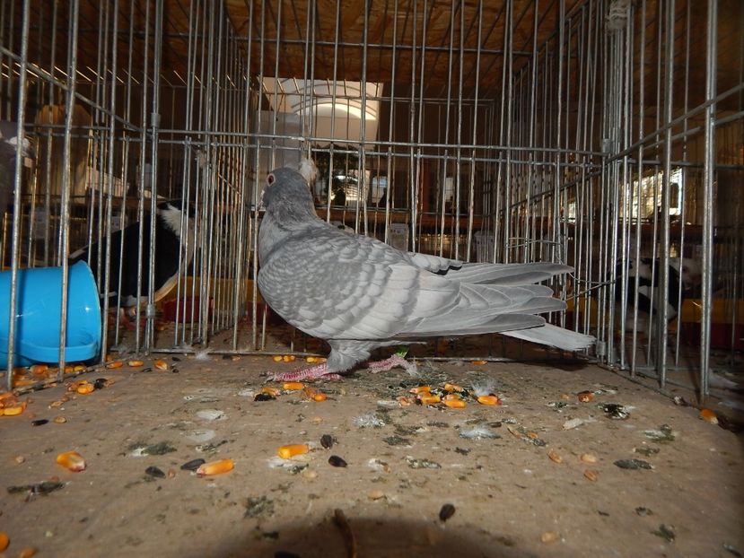  - Sannicolau Mare Noiembrie 2018