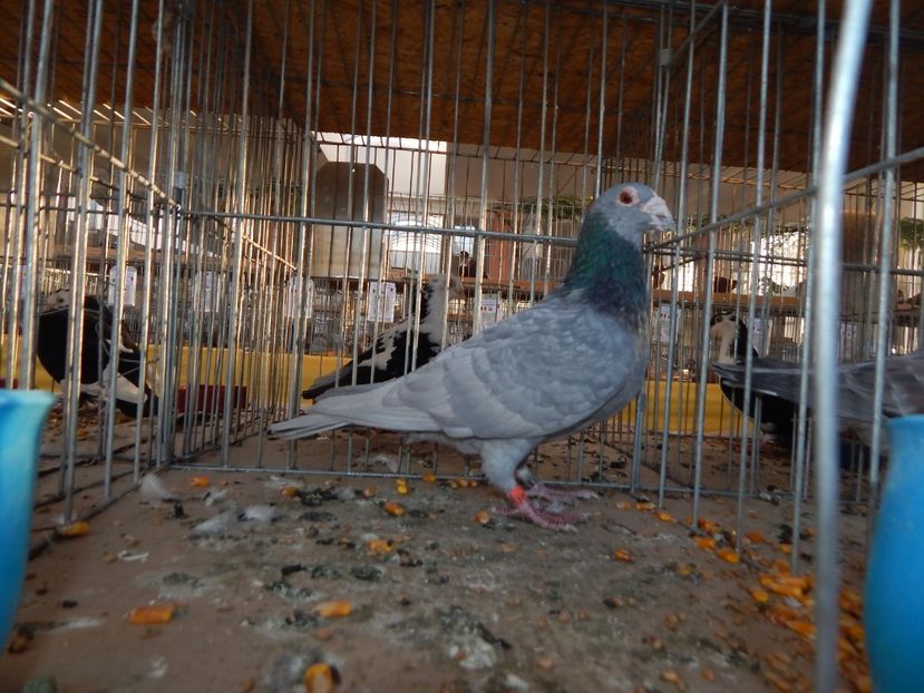  - Sannicolau Mare Noiembrie 2018