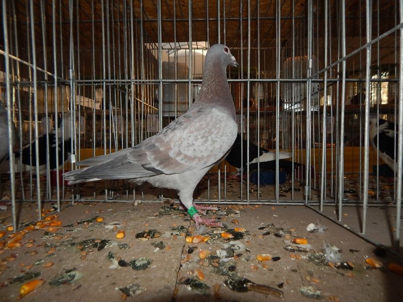  - Sannicolau Mare Noiembrie 2018