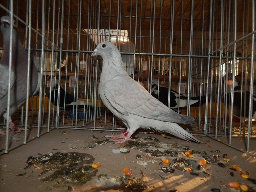  - Sannicolau Mare Noiembrie 2018