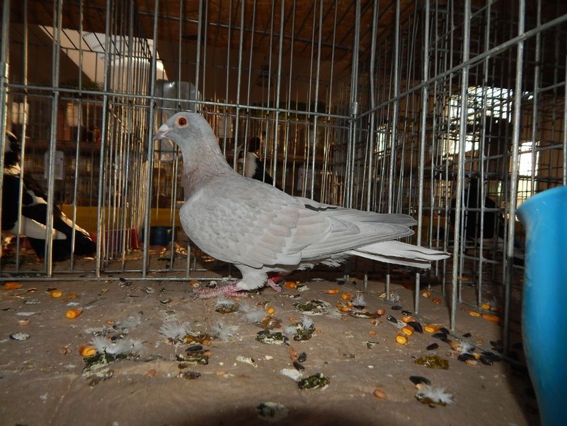  - Sannicolau Mare Noiembrie 2018