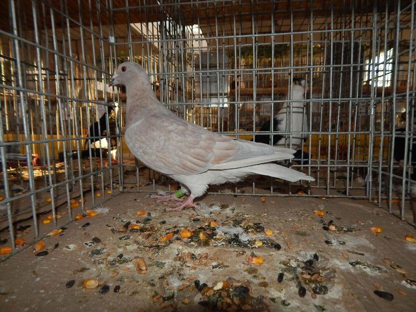  - Sannicolau Mare Noiembrie 2018