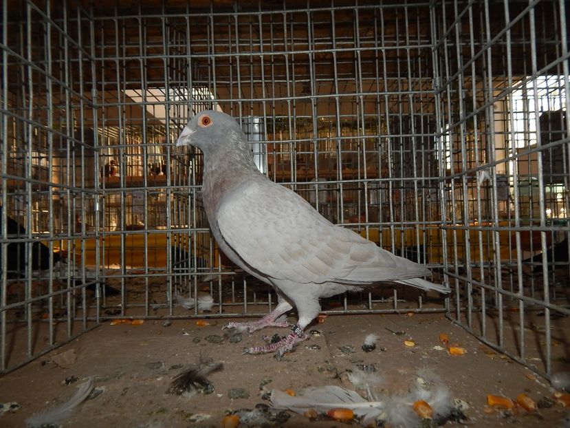  - Sannicolau Mare Noiembrie 2018