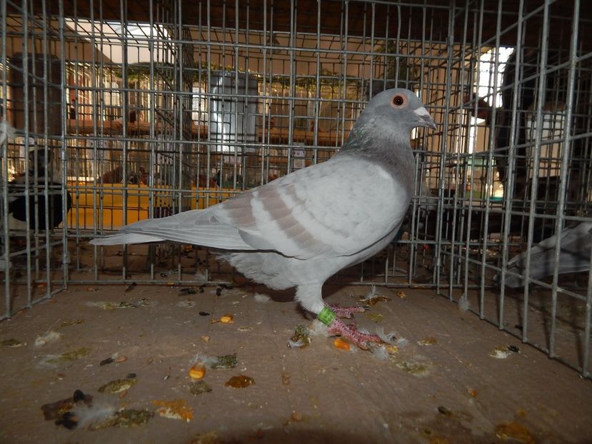  - Sannicolau Mare Noiembrie 2018