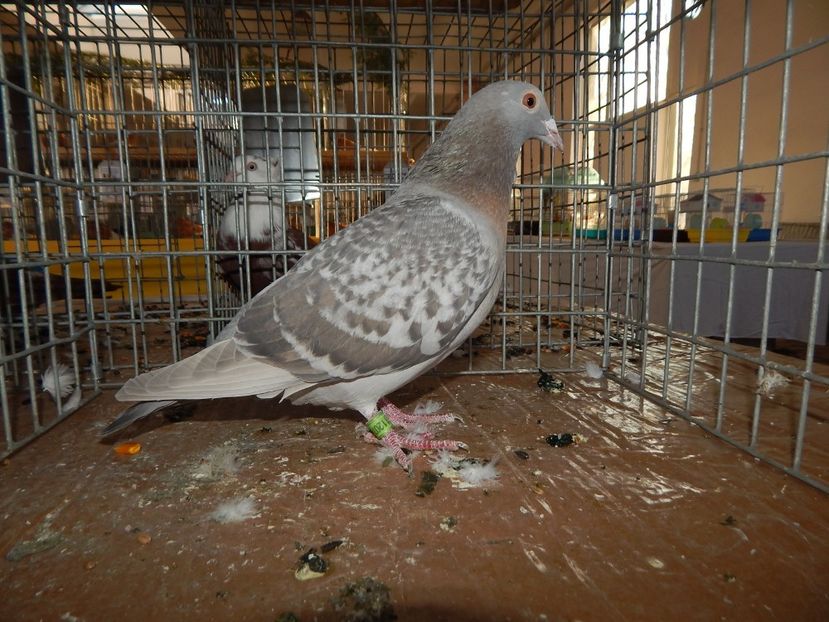  - Sannicolau Mare Noiembrie 2018