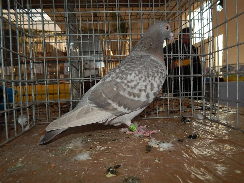  - Sannicolau Mare Noiembrie 2018